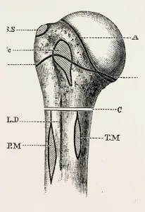 diagram, medical equipment, surgical instrument, history of medicine diagram, medical equipment, surgical instrument, history of medicine