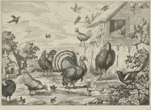 Different poultry and a turkey, Jan Griffier I, Francis Barlow, 1655 - 1718 Different poultry and a turkey, Jan Griffier I, Francis Barlow, 1655 - 1718
