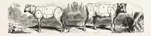 Division sheep (left) Division calf (right). engraving 1855