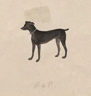 Dog 1800s India Company School 19th century Color Dog 1800s India Company School 19th century Color