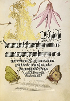 Dog-Tooth Violet Butterflies Joris Hoefnagel Dog-Tooth Violet Butterflies Joris Hoefnagel