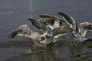 Images Dated 10th March 2006: Dolphin Gull group flighting for food, Leucophaeus scoresbii