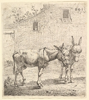 Two donkeys standing grassy yard profile view facing right Two donkeys standing grassy yard profile view facing right
