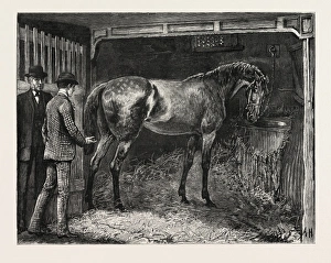 DRAWN BY ARTHUR HOPKINS, HORSE, STABLE, engraving 1884, life in Britain, UK, britain DRAWN BY ARTHUR HOPKINS, HORSE, STABLE, engraving 1884, life in Britain, UK, britain