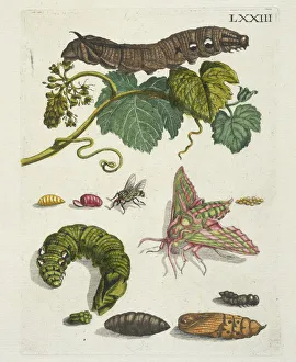 Druivenblossem De Europische insecten Merian Druivenblossem De Europische insecten Merian