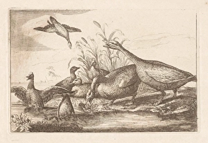 Ducks and geese, Francis Barlow, Pieter Schenk (I), 1675 - 1711 Ducks and geese, Francis Barlow, Pieter Schenk (I), 1675 - 1711