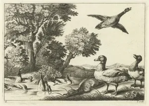 Ducks, Pieter van Lisebetten, Wenceslaus Hollar, Francis Barlow, 1654 - 1678 Ducks, Pieter van Lisebetten, Wenceslaus Hollar, Francis Barlow, 1654 - 1678
