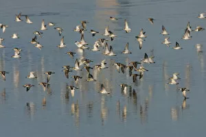 Images Dated 4th October 2005: Dunlin a flock in flight, Calidris alpina