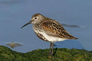 Images Dated 5th July 2004: Dunlin in summer plumage, Calidris alpina