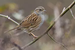 Images Dated 18th December 2011: Dunnock perched on branch, Prunella modularis, Italy