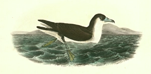 Dusky Shearwater. Male in Spring., Audubon, John James, 1785-1851 Dusky Shearwater. Male in Spring., Audubon, John James, 1785-1851