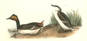 Eared Grebe. 1. Male. 2. Young - first Year., Audubon, John James, 1785-1851 Eared Grebe. 1. Male. 2. Young - first Year., Audubon, John James, 1785-1851