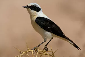 Images Dated 25th March 2007: Eastern Black-eared Wheatear perched, Oenanthe hispanica
