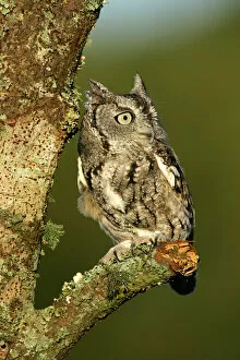 Images Dated 8th November 2004: Eastern Screech-Owl