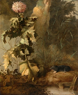 An Egyptian Poppy and a Water Mole A Thistle and Water Vole, Attributed to John Crome An Egyptian Poppy and a Water Mole A Thistle and Water Vole, Attributed to John Crome
