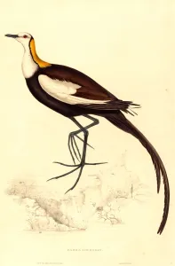 Elizabeth Gould, British (1804-1841), Parra Sinensis (Pheasant-Tailed Jacana), hand-colored