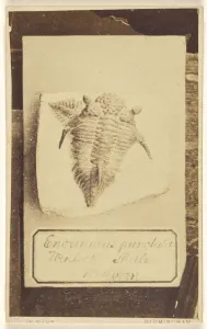 Encrinurus Punctatus Wenlock Shale Malvern Fossil Encrinurus Punctatus Wenlock Shale Malvern Fossil