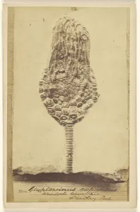 Eucalyptocrinus crinoid Wenlock Limestone Dudley Port Eucalyptocrinus crinoid Wenlock Limestone Dudley Port
