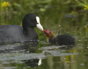 Images Dated 7th June 2006: Eurasian Coot feeding juvenile, Fulica atra, The Netherlands
