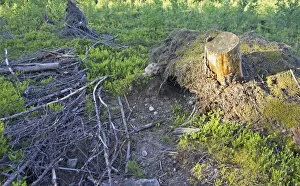 Images Dated 18th June 2005: Eurasian Eagle-Owl nesting site, Bubo bubo, Finland