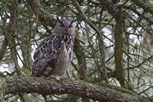 Images Dated 29th April 2012: Eurasian Eagle-Owl perched on a branch, Bubo bubo