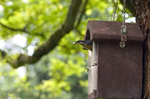 Images Dated 16th May 2007: Eurasian Nuthatch adult removing droppings from nestbox Netherlands, Sitta europaea