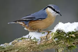 Images Dated 11th January 2009: Eurasian Nuthatch perched on branch with snow, Sitta europaea