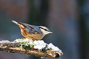 Images Dated 10th January 2009: Eurasian Nuthatch perched, Sitta europaea