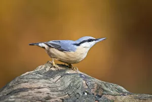 Images Dated 9th November 2008: Eurasian Nuthatch perched on a trunk, Sitta europaea
