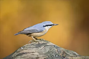 Images Dated 9th November 2008: Eurasian Nuthatch perched on a trunk, Sitta europaea