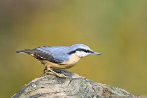 Images Dated 9th November 2008: Eurasian Nuthatch at tree stub Netherlands, Sitta europaea