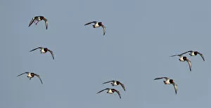Images Dated 8th January 2012: Eurasian Oystercatchers flying, Haematopus ostralegus
