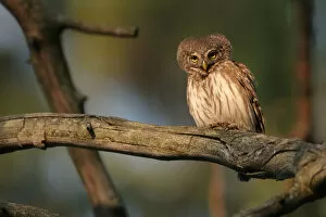 Images Dated 3rd May 2007: Eurasian Pygmy Owl adult perched, Glaucidium passerinum