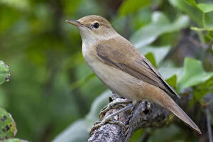 Images Dated 21st August 2010: Eurasian Reed Warbler, Acrocephalus scirpaceus, Italy