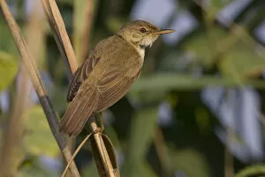 Images Dated 22nd July 2006: Eurasian Reed Warbler perched in reed, Acrocephalus scirpaceus