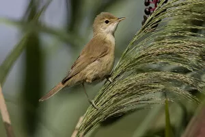 Images Dated 19th August 2006: Eurasian Reed Warbler perched in reed, Acrocephalus scirpaceus
