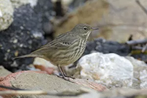 Images Dated 27th December 2009: Eurasian Rock Pipit perched on rock, Anthus petrosus, Italy