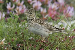 Images Dated 21st May 2006: Eurasian Skylark perched, Alauda arvensis