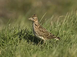 Images Dated 10th March 2007: Eurasian Skylark perched in meadow, Alauda arvensis