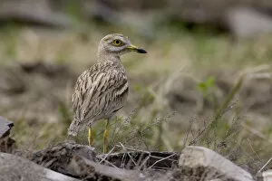 Images Dated 31st March 2007: Eurasian Thick-knee standing