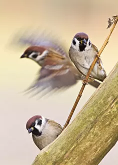 Images Dated 4th December 2011: Eurasian Tree Sparrows, Passer montanus