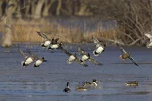 Images Dated 30th January 2005: Eurasian Wigeon a group in flight, Mareca penelope