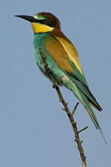 Images Dated 27th May 2007: European Bee-eater perched, Merops apiaster