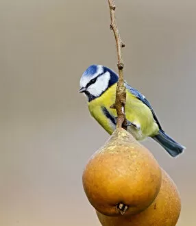 Images Dated 4th December 2011: European Blue Tit perched on pears