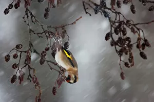 Images Dated 4th December 2010: European Goldfinch foraging in blizzard, Carduelis carduelis