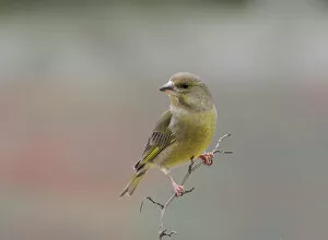 Images Dated 24th February 2008: European Greenfinch perched on a twig, Chloris chloris