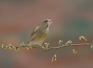 Images Dated 15th March 2008: European Greenfinch perched on a twig, Chloris chloris