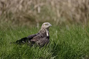 Images Dated 13th August 2005: European Honey Buzzard foraging in grass, Pernis apivorus