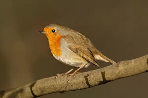 Images Dated 28th December 2009: European Robin on branch Netherlands, Erithacus rubecula