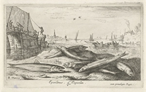 European smelt Osmerus eperlanus on the beach, print maker: Albert Flamen, Albert Flamen European smelt Osmerus eperlanus on the beach, print maker: Albert Flamen, Albert Flamen